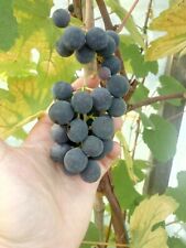 5 X Fragola / Isabelle Grape Cuttings (vitis Vinifera X Vitis Labrusca)