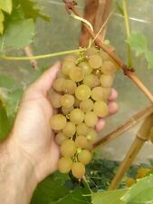 5 X Palatina Grape Cuttings (vitis Vinifera) Cold Hardy & Disease Resistant