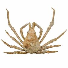 Crabe Asperi Naturalisé - Taille Carapace: 3.5 à 4 Cm