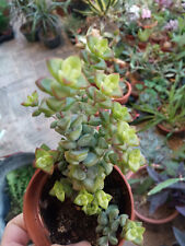 Crassula Marnieriana 8 Cm Approx. Plante Jeune Succulente Suspendue