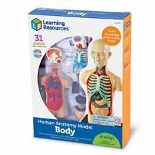 Learning Resources Corps Humain Modèle - Enfants 31 Pièce Biologie Anatomie Kit
