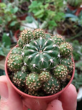 Matucana Polzii 5 Cm Approx. Magnifiques Plante Cactus Jeune