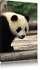 Mignon Jeune Panda Sur Troncs De Bois Image De Toile Décoration Murale