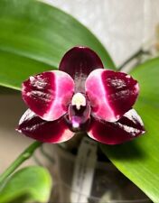 Phalaenopsis Mituo Reflex Dd 