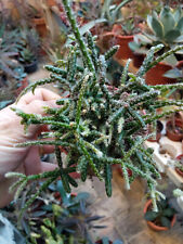 Rhipsalis Pilocarpa Cactus Suspendue 10 Cm Approx. Plante Jeune Succulente