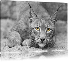 Superbe Vigilant Lynx Noir/blanc Image De Toile Décoration Murale D'art