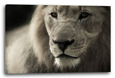 Toile/cadres Lion Lion Photos D'animaux De Gros-animaux Sépia Afrique Afrique T