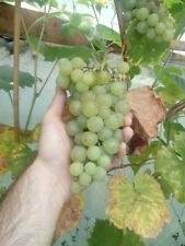  5 X Garant Grape Cuttings (vitis Vinifera) Early, Resistant And Productive
