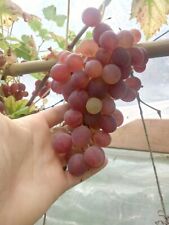 5 X Lidi Grape Cuttings (vitis Vinifera) Early, Resistant And Productive