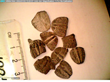 9 Pièce Lot De Elrathia Kingii Mid-cambrian Trilobites. Environ 500 Myo