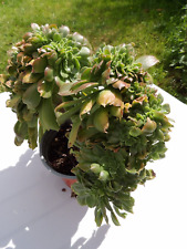 Aeonium Davidbramwellii Cristata Big Lovely Succulent Pot14cm Wysiwyg