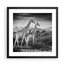 Affiche Poster 40x40cm Tableaux Image Girafes Noir Et Blanc Photographie Art