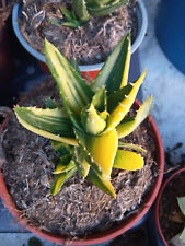 Aloe Mietriformis Variegata 8 Cm Approx. Magnifiques Plante Jeune Succulente