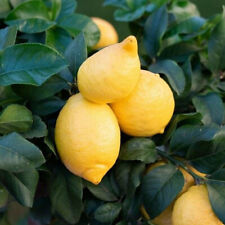 Citrus Lemon 'cappuccio' - Citronnier Compact à Citron Prime Sans Pépins