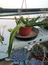 Echinocereus / Selinecereus Sp 8 Cm Approx. Magnifiques Plante Cactus Jeune