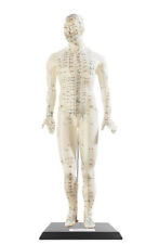 Modèle D'acupuncture 45 Cm - Homme - Newgen Medicals