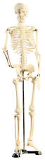 Squelette Articulé 85 Cm - Newgen Medicals